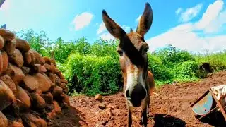 Burro en realidad virtual | VR Experience #38