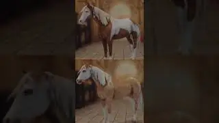 #ssoedit #starstableonlinehorses #horsegame #starstableonlineedit #starstablehorses #edit