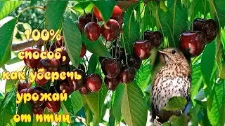 Наконец то мы нашли 100% способ защиты ЯГОД от нашествия птиц и в этом году собрали весь урожай