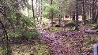 Hemsökta skogen😱