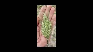 7 bin yıllık Ata tohumu 2 yılda 1 avuçtan 750 kiloya nasıl geldi