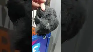 Спокойной ночи ✨ Ручная галка ворона