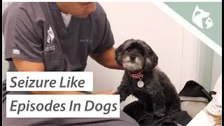 What Causes Seizures in Dogs? Vlog 9