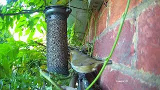 Robin visits feeder