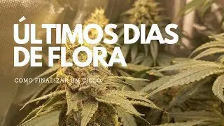 Últimos Dias de FLORA, quando devo COLHER?