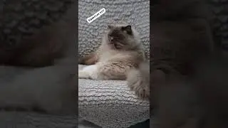 Мойдодыр😸 #рекомендации #шортс #смешныевидео #shorts #кот #приколы #юмор #топ #тренд #популярное