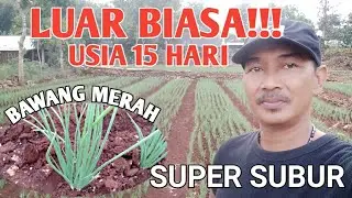 Bawang merah super subur || pertanian di lahan kering