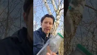 11 апреля - Берещенье (День берёзы) и добыча самого полезного весеннего энергетика - берёзового сока