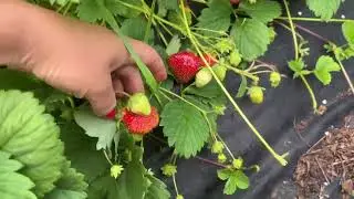 Марышка! Супер сладкая вкусняша🍓🍓🍓