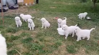 Maremma Pups | Barking