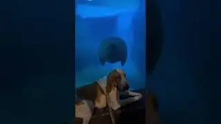 Cute Animal And Pet #sealife #zookeeper #gabaaa  87
