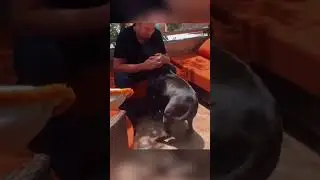 Реакция собаки на хозяина, которого она не видела полгода