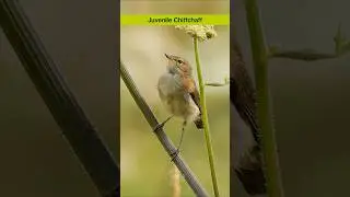 The Chiffchaff's call and song - Bird sounds #shorts