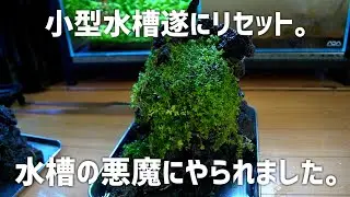 The one I was afraid of has come... What will become of the small aquarium? #695 [Aquarium]