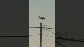 Аист 