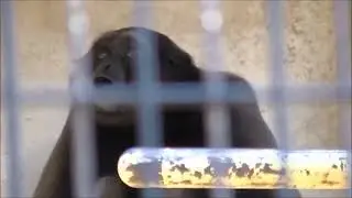 サルの鳴き声（ボルネオテナガザル）  東山動物園(Крик обезьяны (гиббоны Борнео) Зоопарк Хигасияма)