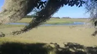 Lemon island Moss