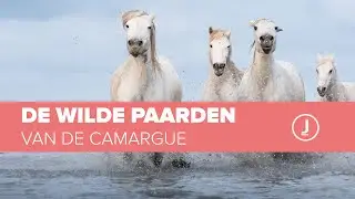 De Wilde Paarden van de Camargue: Webinar