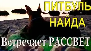 РАССВЕТ на МОРЕ// Одесса // Питбуль НАЙДА