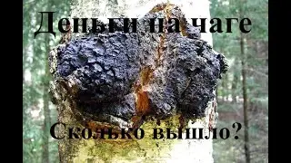 How much do I get on the chaga per day?