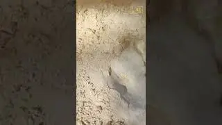 Drought Reveals 113 Million Year Old Dinosaur Tracks in Texas  #dinosaur #dinosaurtracks #texasriver