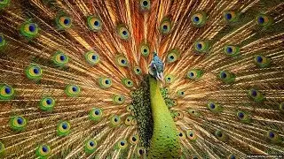 Amazing Peacock Dance Free Stoke Footage - Free to Use