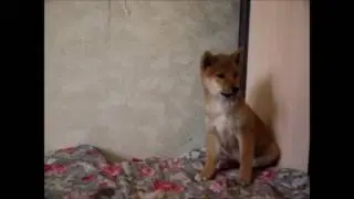 Щенок Сиба (шиба ину) Ики