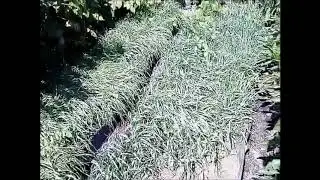 Мульча, подкормка овсом