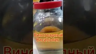 Виноградный висильник или Сибирская чача.
