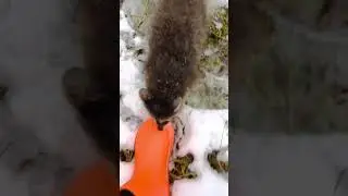 Енот Шурик первый раз в жизни УВИДЕЛ СНЕГ!