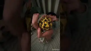 Tigrito 🐅