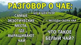 Интервью опытного титестера. Беседа о чае.