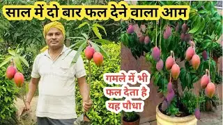 हर साल फल देने वाले रंगीन आम की वैरायटी || Rare Mango Plant Veraiety | Home Garden
