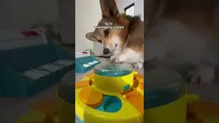 Rating What Our Corgis Do During the Day