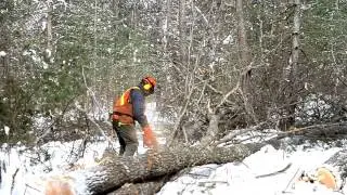 The Evolution of Modern Forestry in Ontario