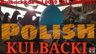 GOŁĘBIE KULBACKIEGO W KAŻDYM POLSKIM GOŁĘBNIKU!!! I TY MOŻESZ BYĆ MISTRZEM!!! tel.0049 1511 290 1511