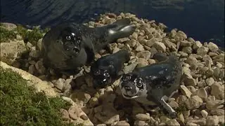 Thomas & Friends Season 8 Episode 10 Emily’s New Route US Dub HD MB Part 1