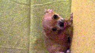 DSCN9249.MOV