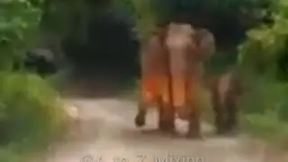🐘 elephant attack the car 🚗 🔥 || coimbatore #elephantattack #elephant #coimbatore  @atozmixing