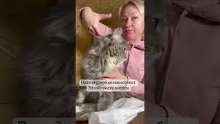 Milking a cat. More info on animal_tsarstvo's Instagram 