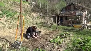 semina diretta in campo di 5 varietà di pomodori, semi autoprodotti,....