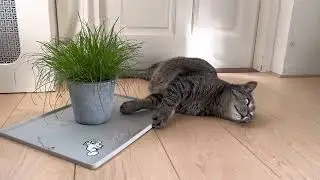 Bruce chilling next to his salad bar