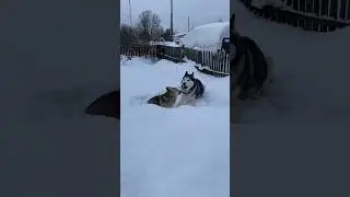 Брюлик и Лиска играют на улочке 😁 