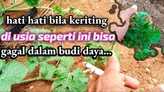 cuaca ekstrim petani semangka kesulitan ...