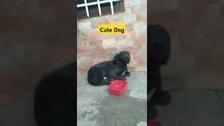 Cute Dog #dog #doglover #dogs
