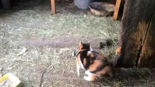Rabbits of my grandfather .Кролики моего Деда