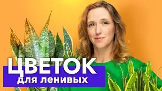 САМЫЙ НЕПРИХОТЛИВЫЙ И ПОЛЕЗНЫЙ ЦВЕТОК! Сансевиерия (щучий хвост) пересадка и уход