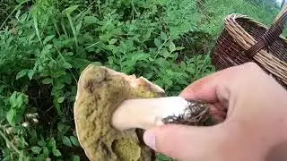 Obrovské  velké smrkové hřiby  Krásná houbařina  Nejlepší hřiby  Houby a houbaření