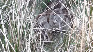 woodcock nest with little chicks