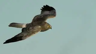 The male hen harrier at wallasea rspb reserve